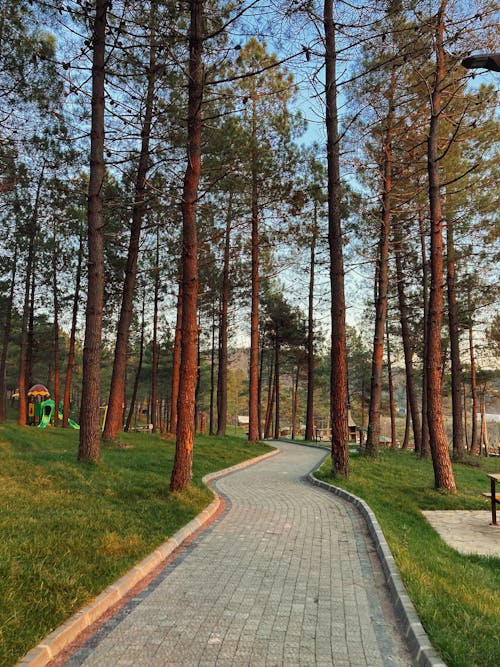 Pavement in Park Among Trees