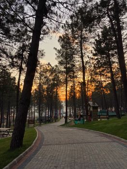 A tranquil pathway through a lush forest park during sunset, offering a peaceful escape.
