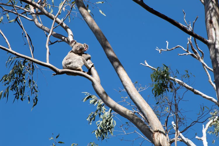 Koala In Tree Branches