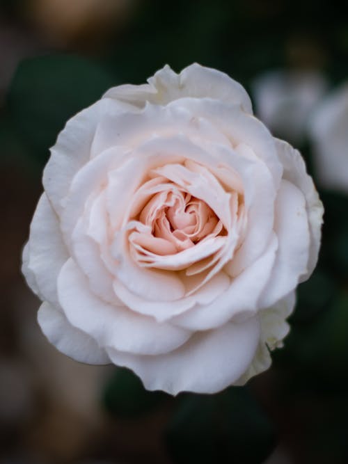 Gratis stockfoto met behang met rozen, bloeiend, bloem achtergrond