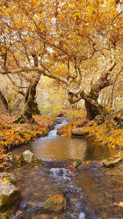 Photos gratuites de arbres, automne, fleuve