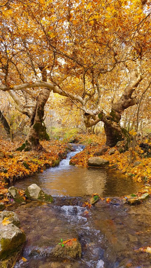 Free Tranquil stream flowing through a vibrant autumn forest with golden leaves. Stock Photo