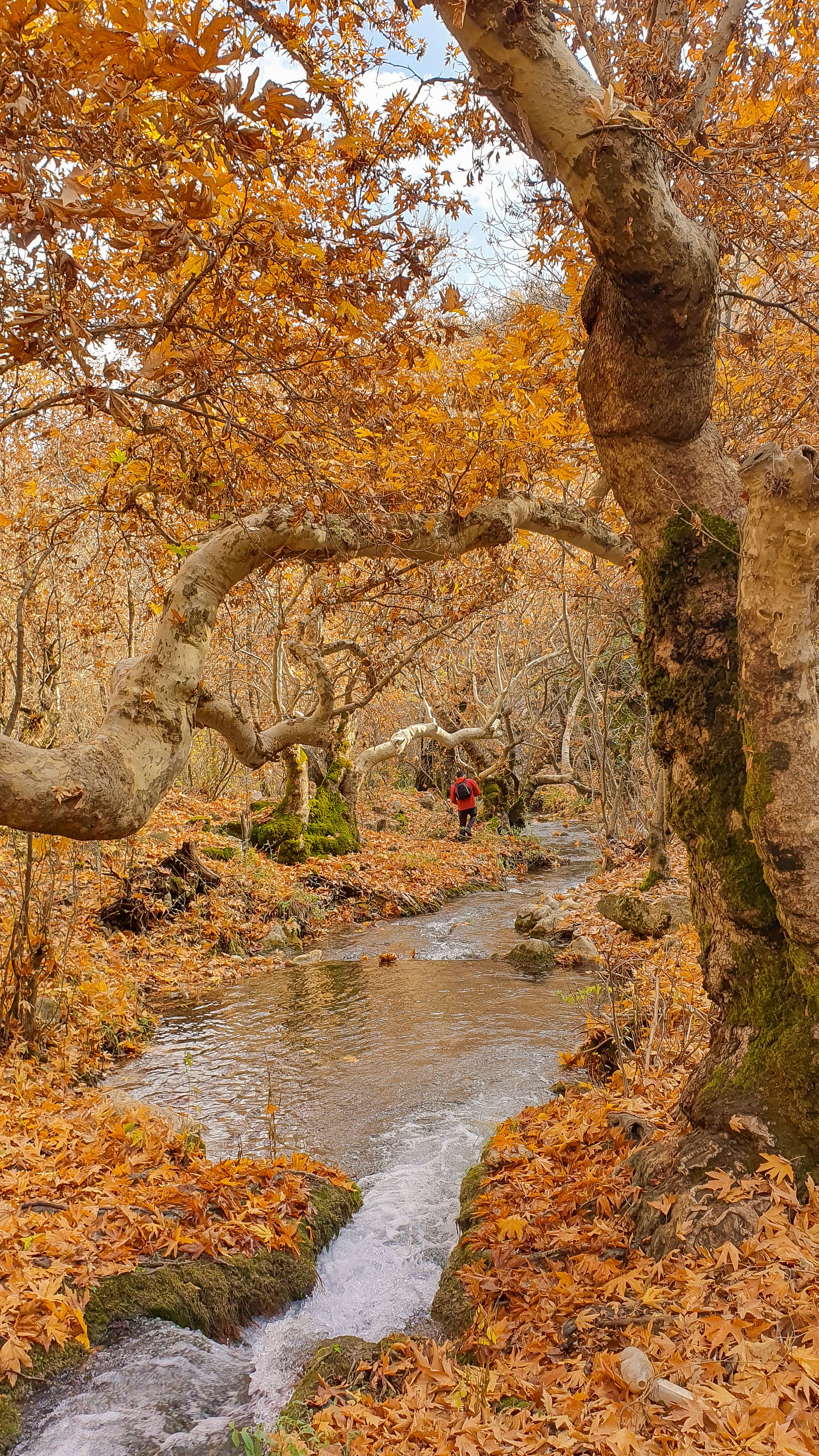 A picturesque autumn forest scene with a peaceful stream and vibrant foliage.