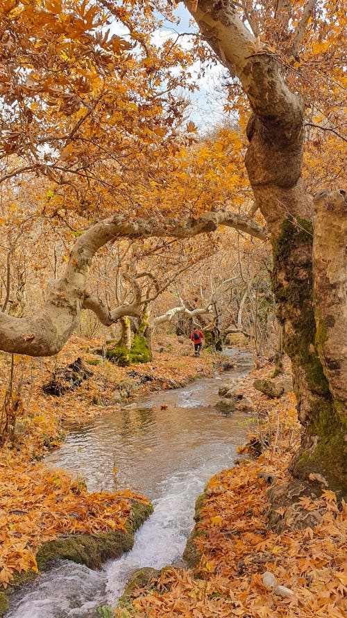 Photos gratuites de arbres, automne, fleuve