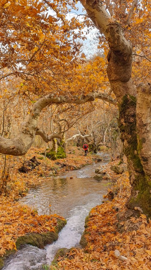 Free A picturesque autumn forest scene with a peaceful stream and vibrant foliage. Stock Photo