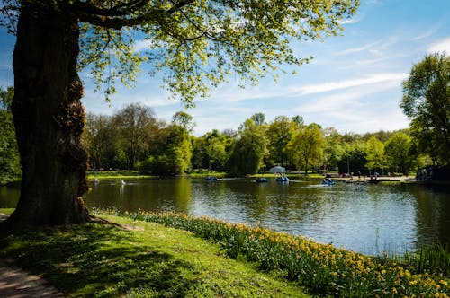 Green Leafed Tree Beside Body of Water