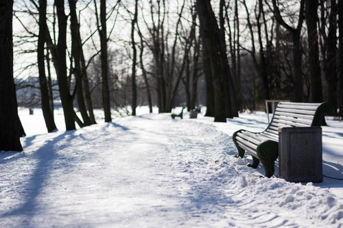 Free Peaceful winter scene with snow-covered benches in a wooded park setting. Stock Photo
