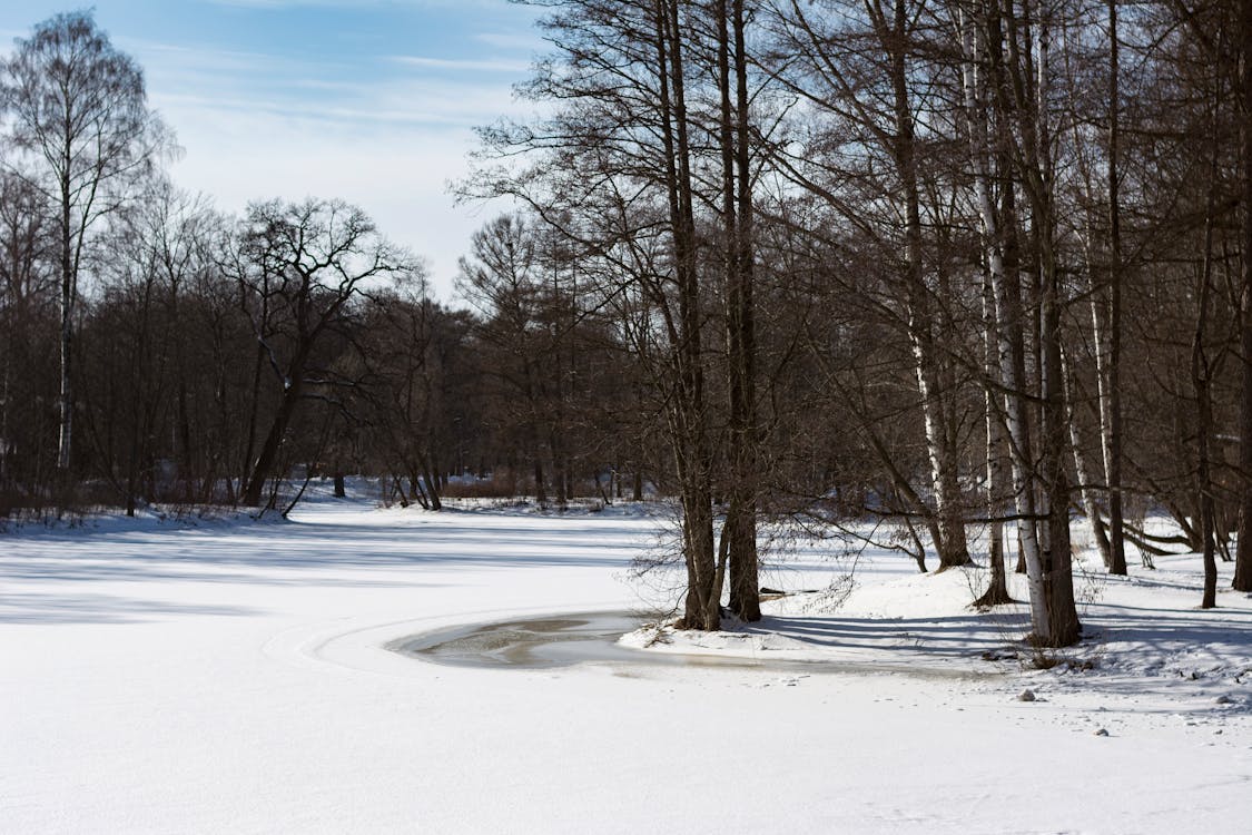 Бесплатные стоковые фото на тему голые деревья, зима, зимний пейзаж, лед,  мороз, морозный, парк, пейзаж, покрытый снегом, снег, холодная погода