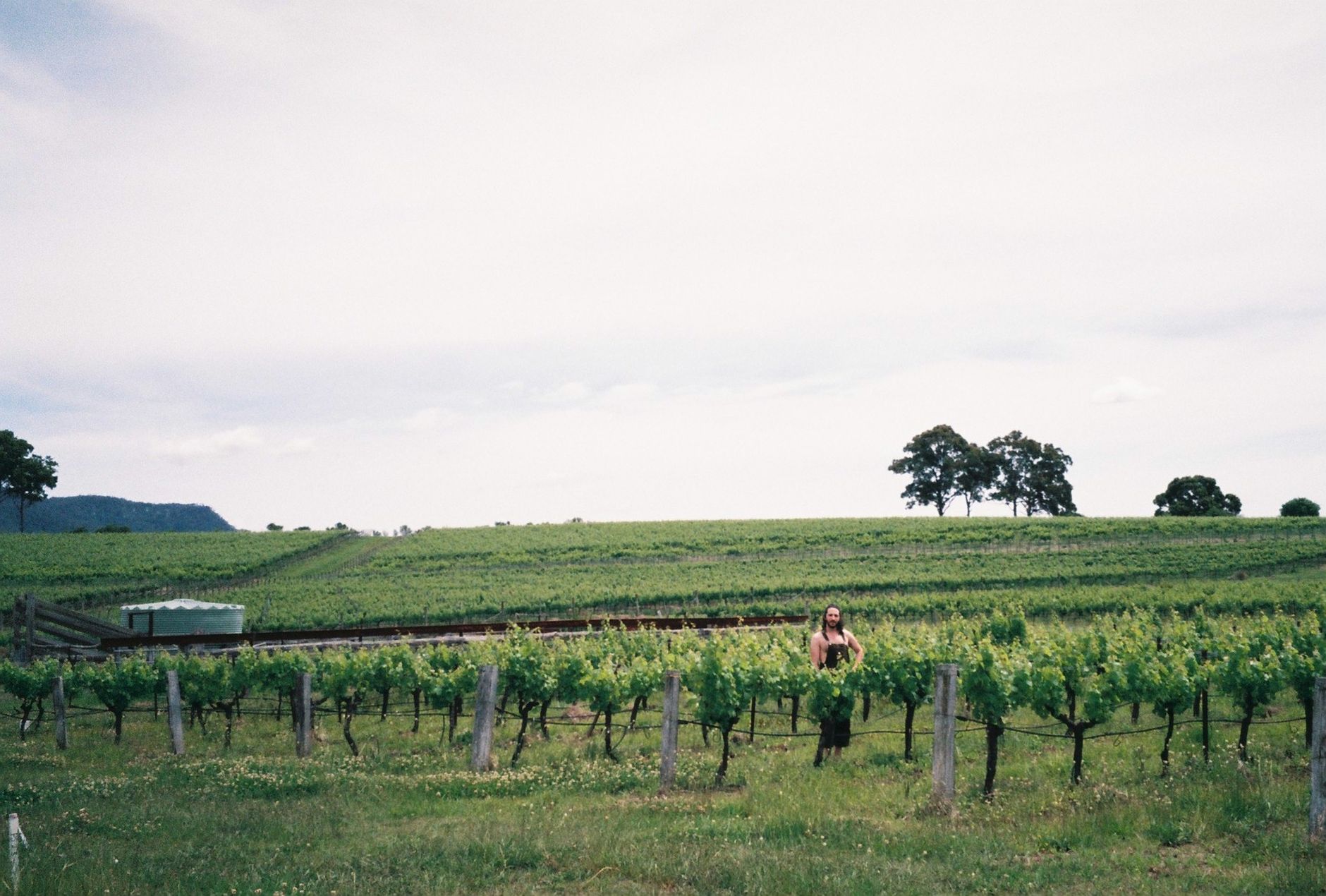 A panoramic view of a vineyard with a person standing among the vines in rural NSW, Australia.