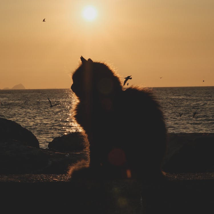 Silhouette Of A Cat