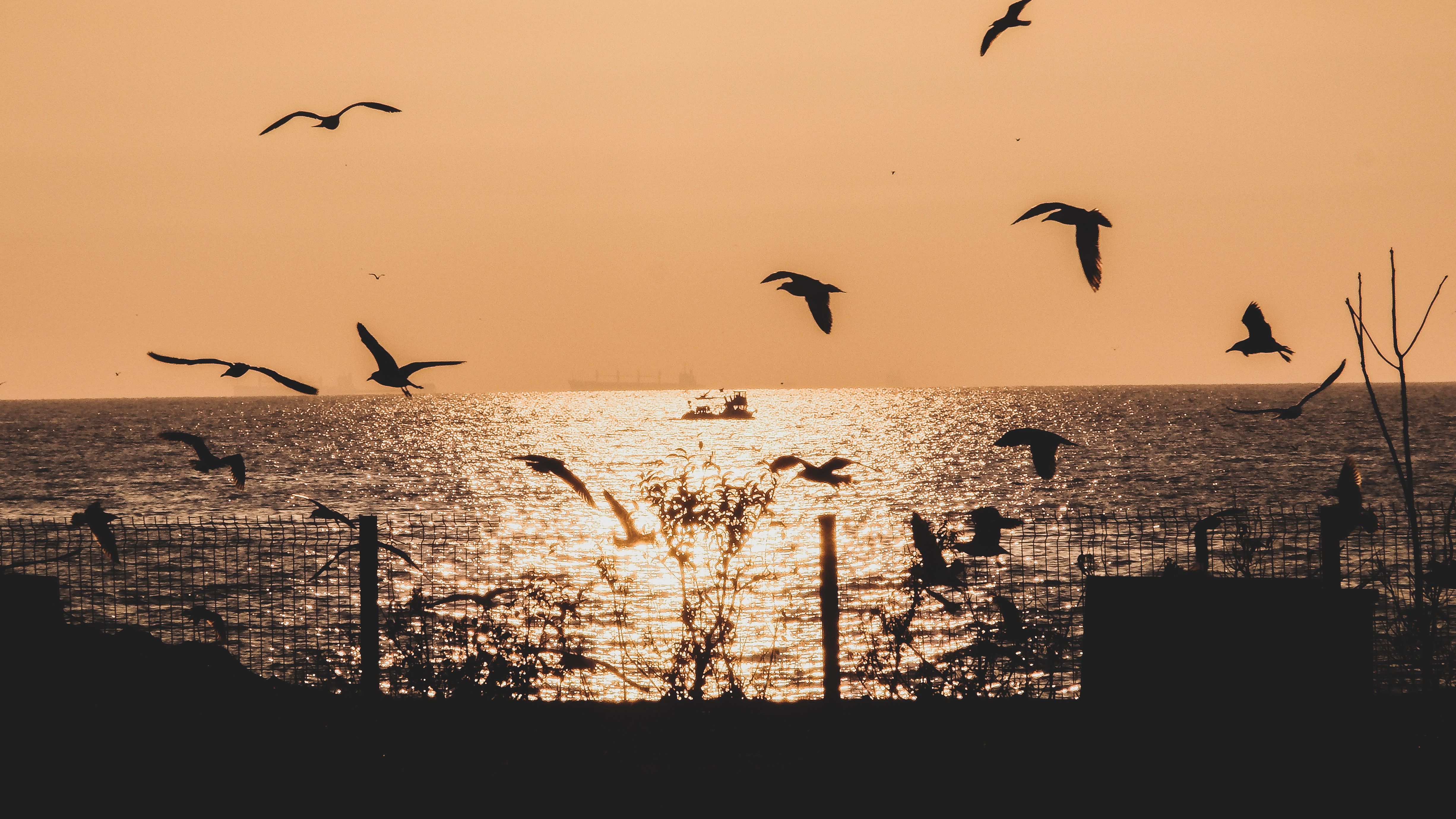 Silhouette of Birds Flying over the Sea during Sunset · Free Stock Photo