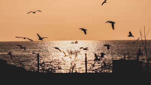 Silhouette of Birds Flying over the Sea during Sunset