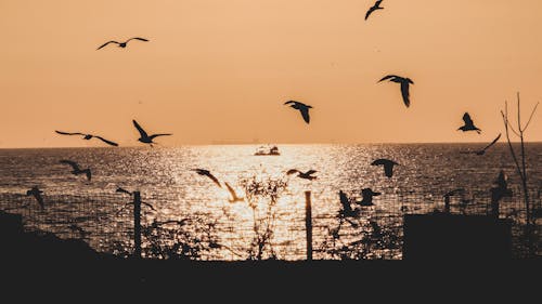 Kostenloses Stock Foto zu dämmerung, fliegen, goldene stunde