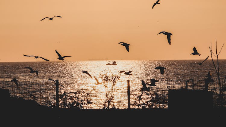 Silhouette Of Birds Flying Over The Sea During Sunset