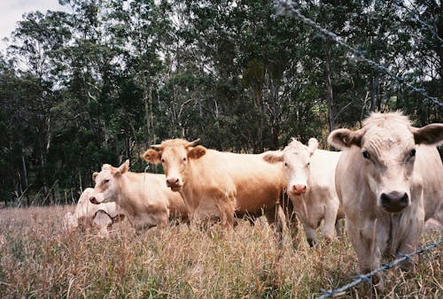 Cows on Grass Field