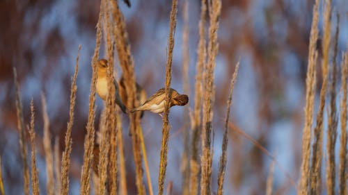 ヨシホオジロ, 止まり木, 茶色の芝生の無料の写真素材