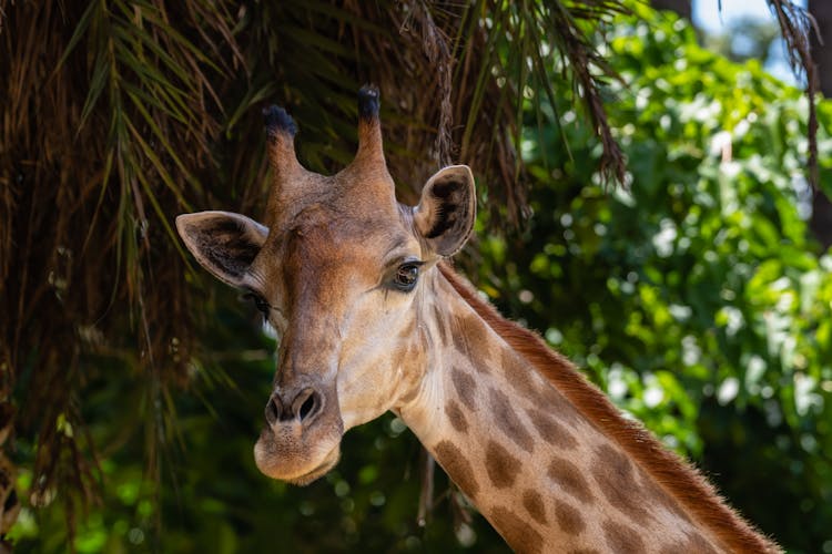 Close-Up Shot Of A Giraffe 