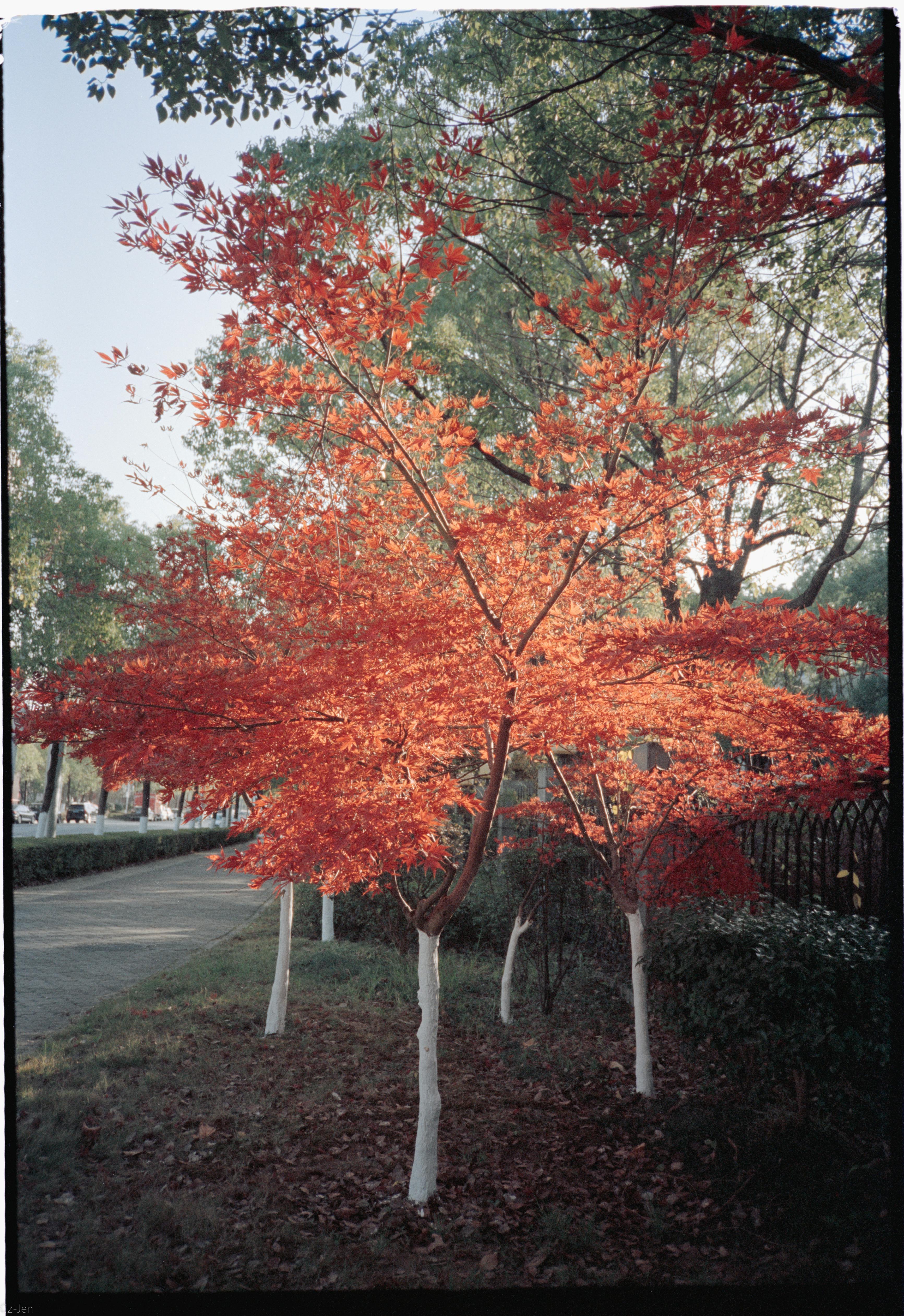 Captivating autumn scene with a vibrant orange-leaved tree in a park setting.