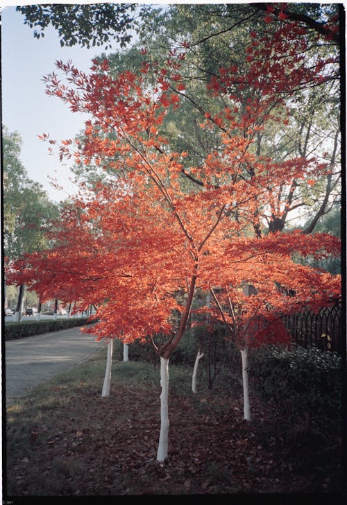 A Film Photograph of an Orange Tree in Autumn 
