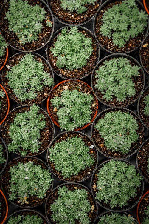 Free Close-up overhead shot of green succulent plants in pots, Cameron Highlands, Malaysia. Stock Photo