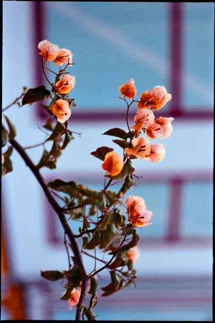 Artistic close-up of pink bougainvillea flowers on a branch with blurred background.