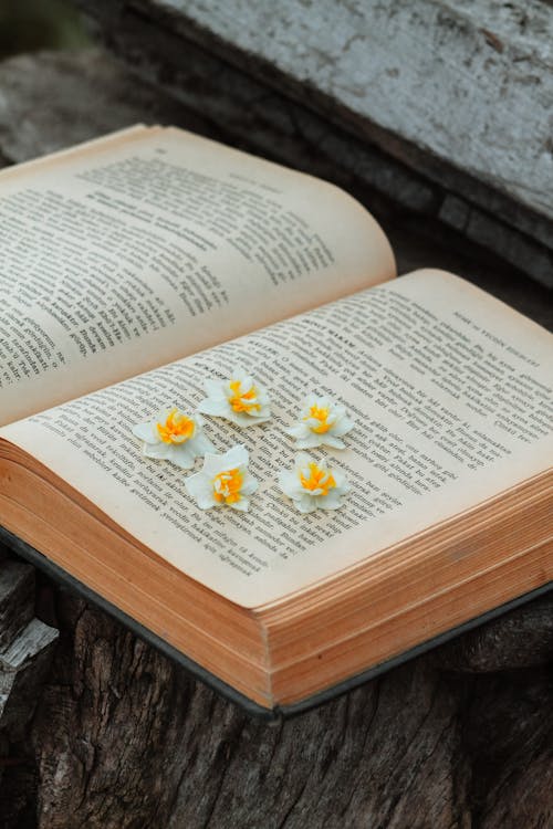 Daffodils Flower Heads on a Book Page 