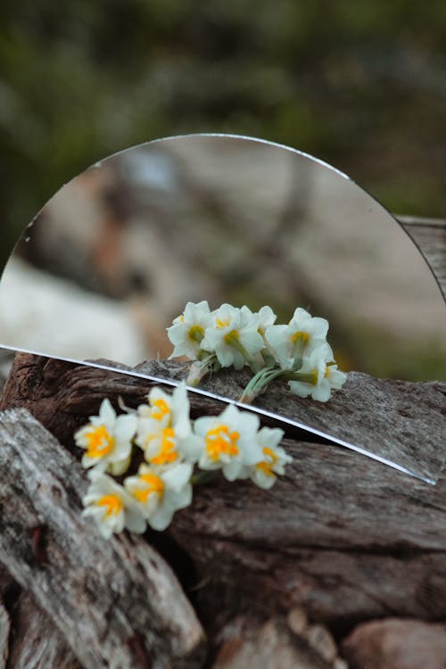 Still Life with Daffodil Flowers Reflected in the Mirror