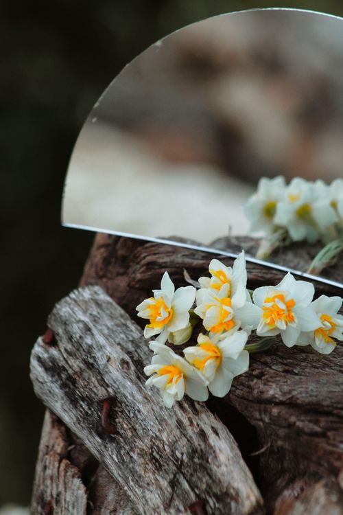 Free Elegant daffodils mirrored on rustic wood, creating a serene and artistic composition. Stock Photo