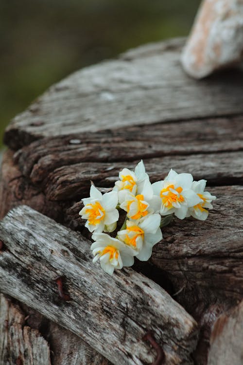 Close-up of Daffodils on a Wooden Surface 