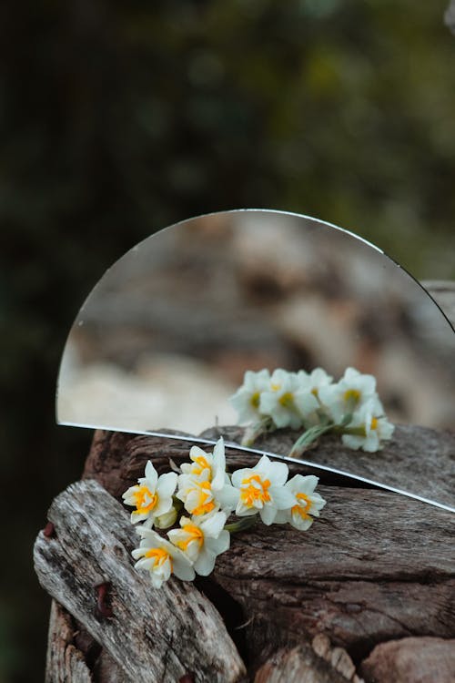 Close-up of Daffodils and a Small Mirror on a Wooden Surface