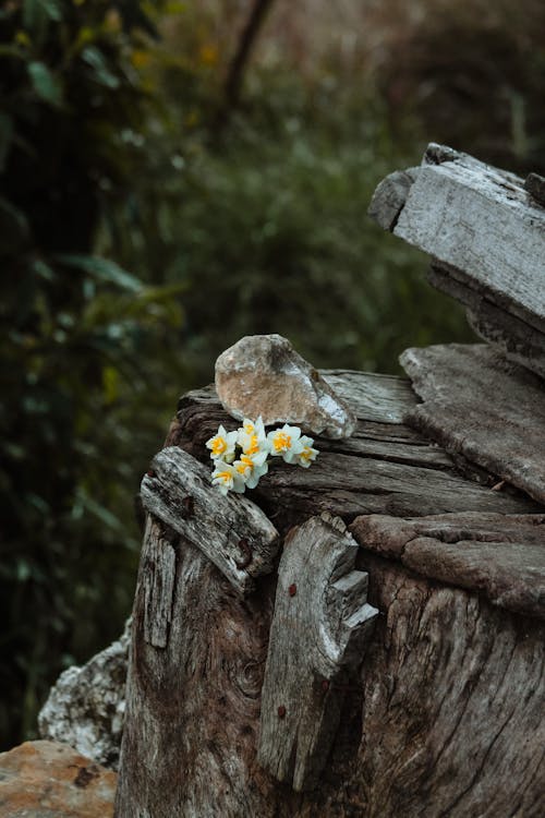 Foto stok gratis alam, bakung, bunga-bunga