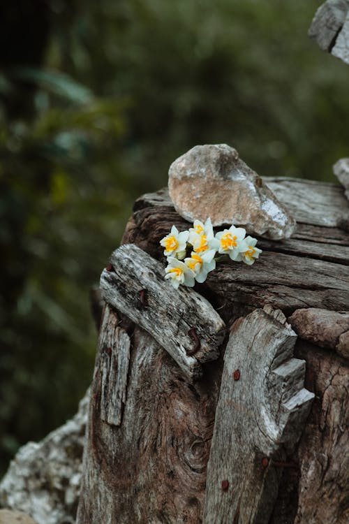 Gratis stockfoto met bloemen, detailopname, hout