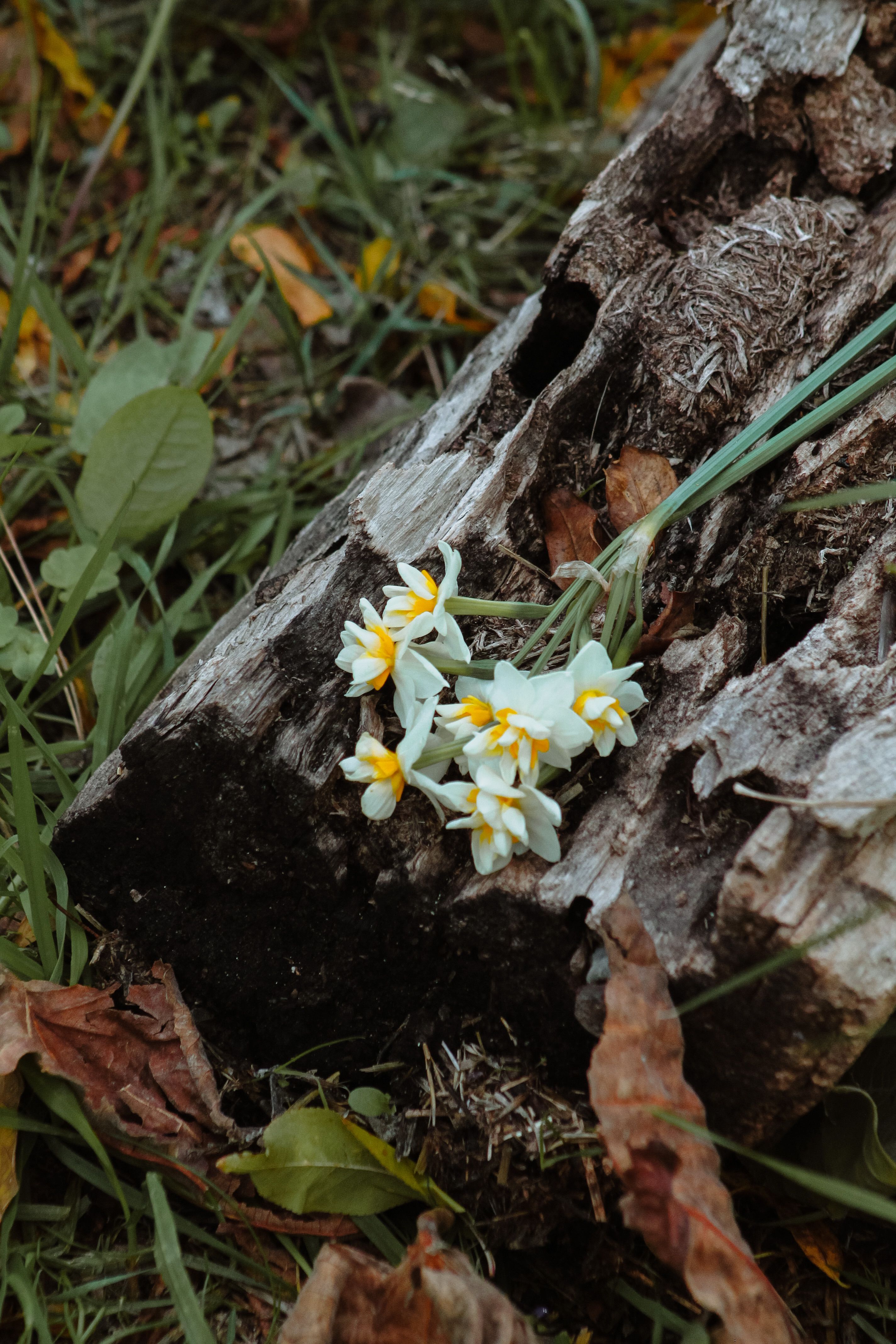 White Flowers on Tree Log · Free Stock Photo