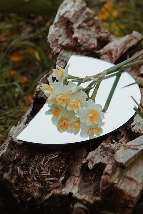 Photo of a Small Bouquet of Daffodils on the Mirror