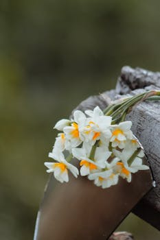 Beautiful close-up of white Narcissus flowers on a rustic wood surface with a mirror reflection.