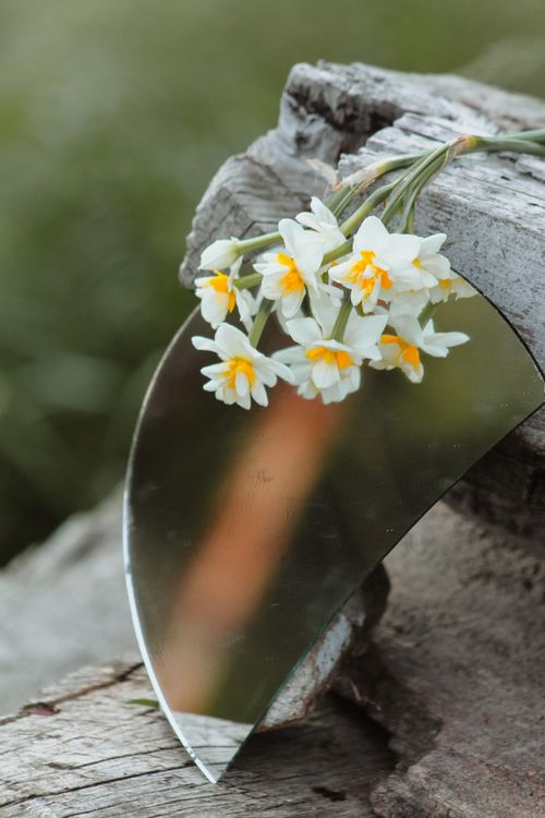 Free Close-up of daffodils with fresh petals reflecting in a mirror on rustic wood. Stock Photo