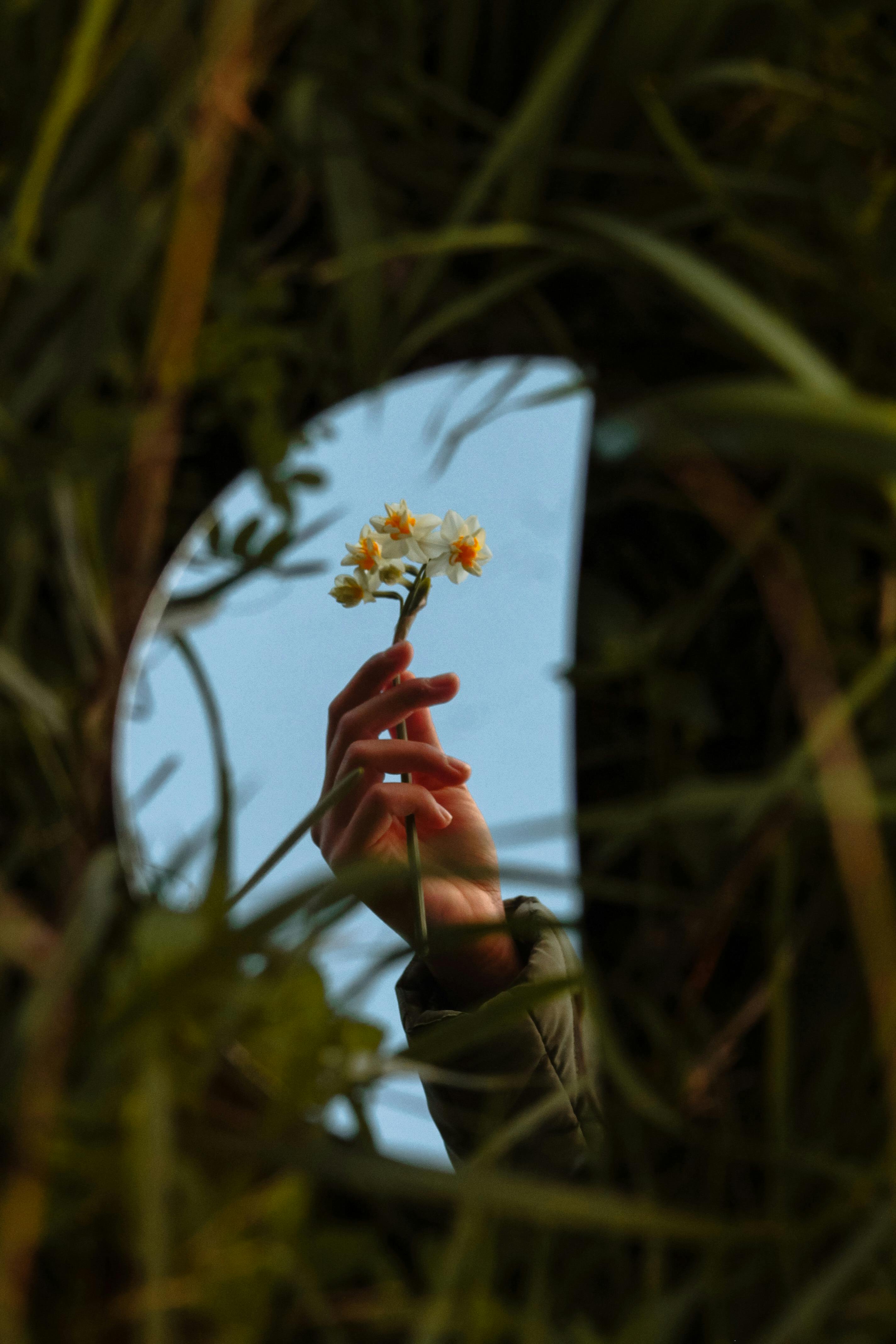 A hand holding a daffodil reflected in a mirror surrounded by lush grass.