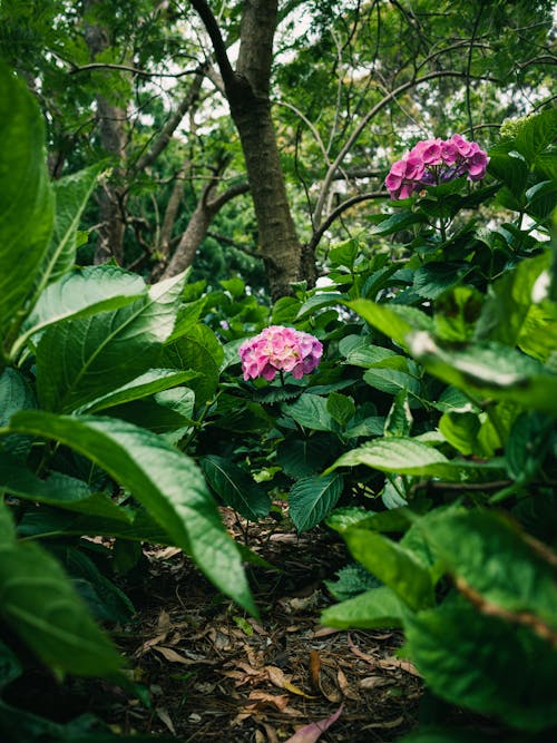 Pink Flowers Surrounded by Green Leaves