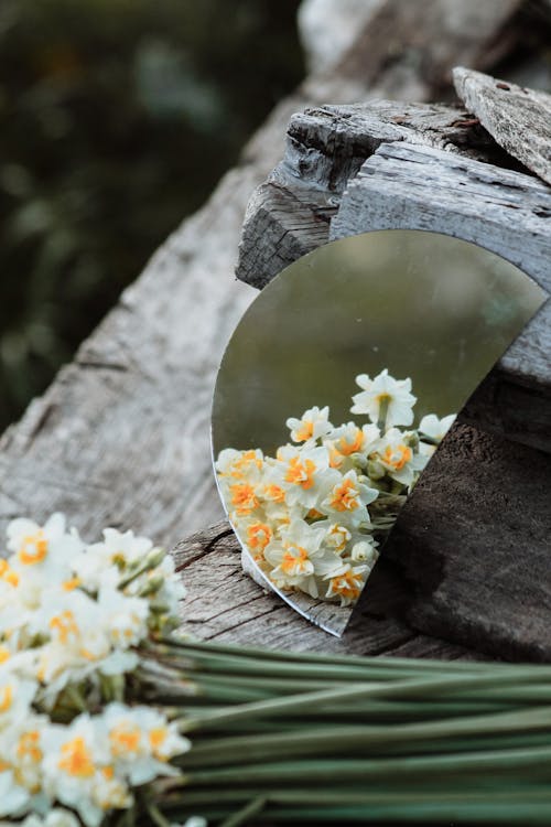 Photo of a Bouquet of Daffodils Reflected in a Mirror