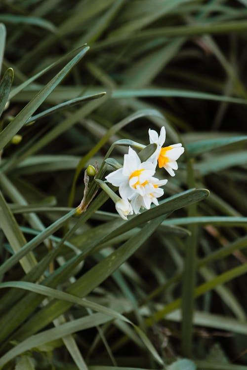 Close up of Flowers