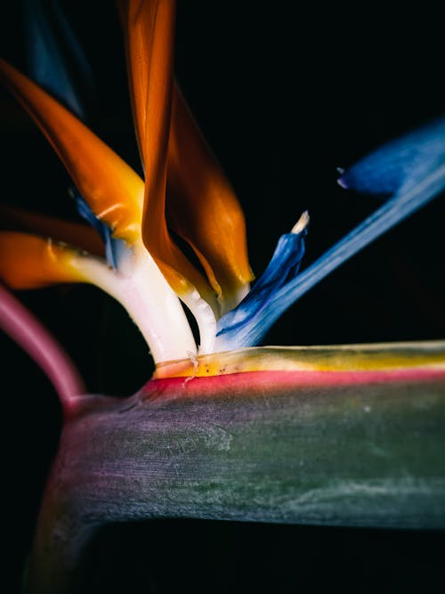 Close-up Photo of a Strelitzia Flower