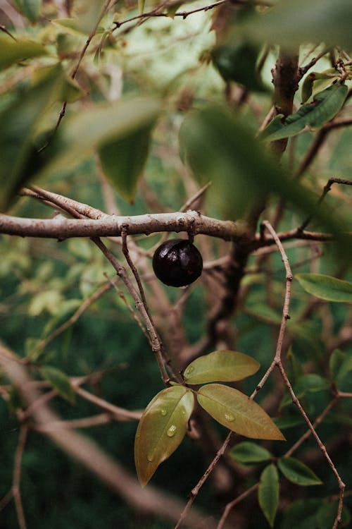 Close-up of a Dark Fruit on a Branch