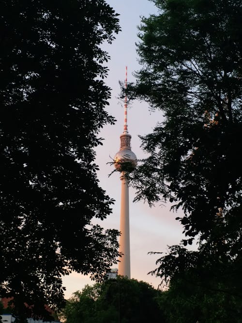 คลังภาพถ่ายฟรี ของ berliner fernsehturm, กรุงเบอร์ลิน, ต้นไม้