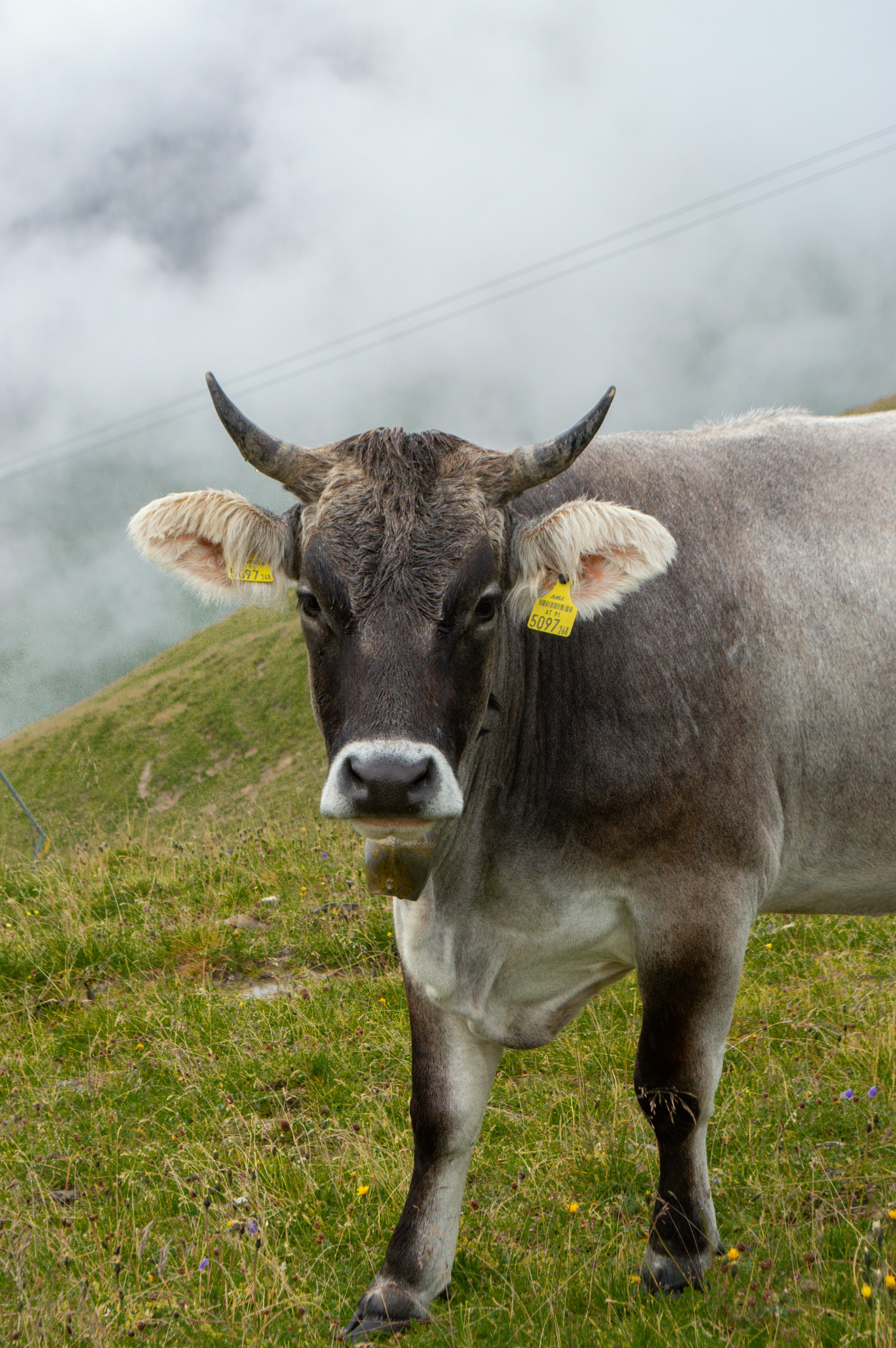 grátis Foto profissional grátis de agricultura, Alpes, alpes austríacos Foto profissional
