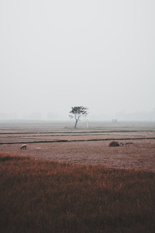 Single Tree under Fog on Rural Field