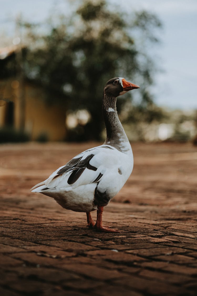 Portrait Of Duck