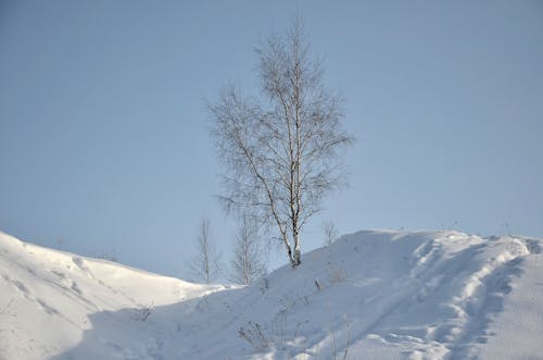 Bare Tree on Snow Covered Hill 