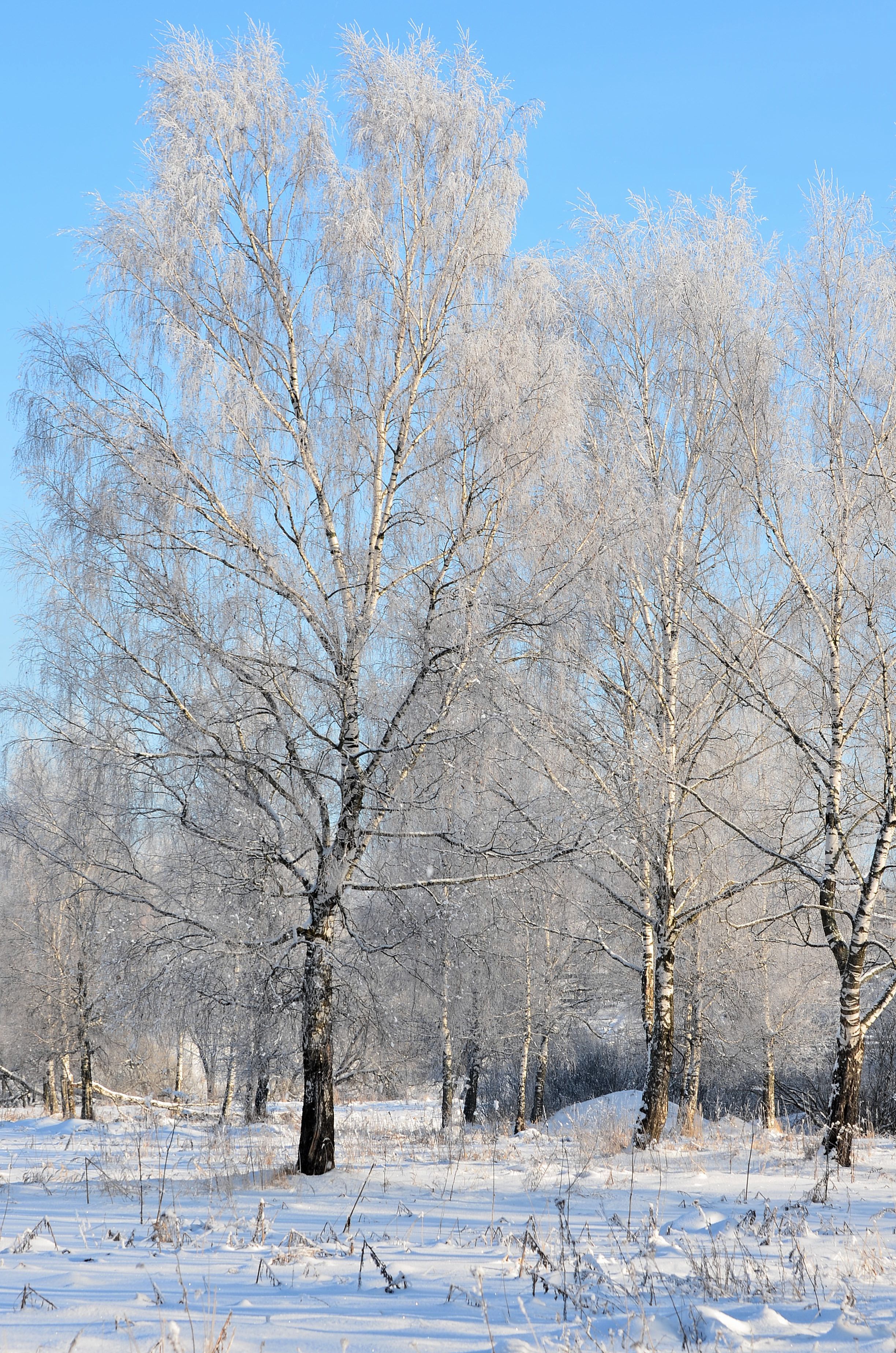 Photo of Birch Trees on a Sunny Winter Day · Free Stock Photo