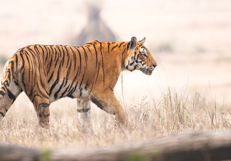 India wildlife luxury journey