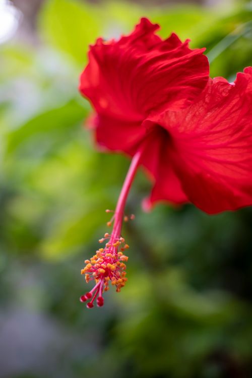 Free A close-up shot of a vibrant red hibiscus flower with a blurred green background. Stock Photo